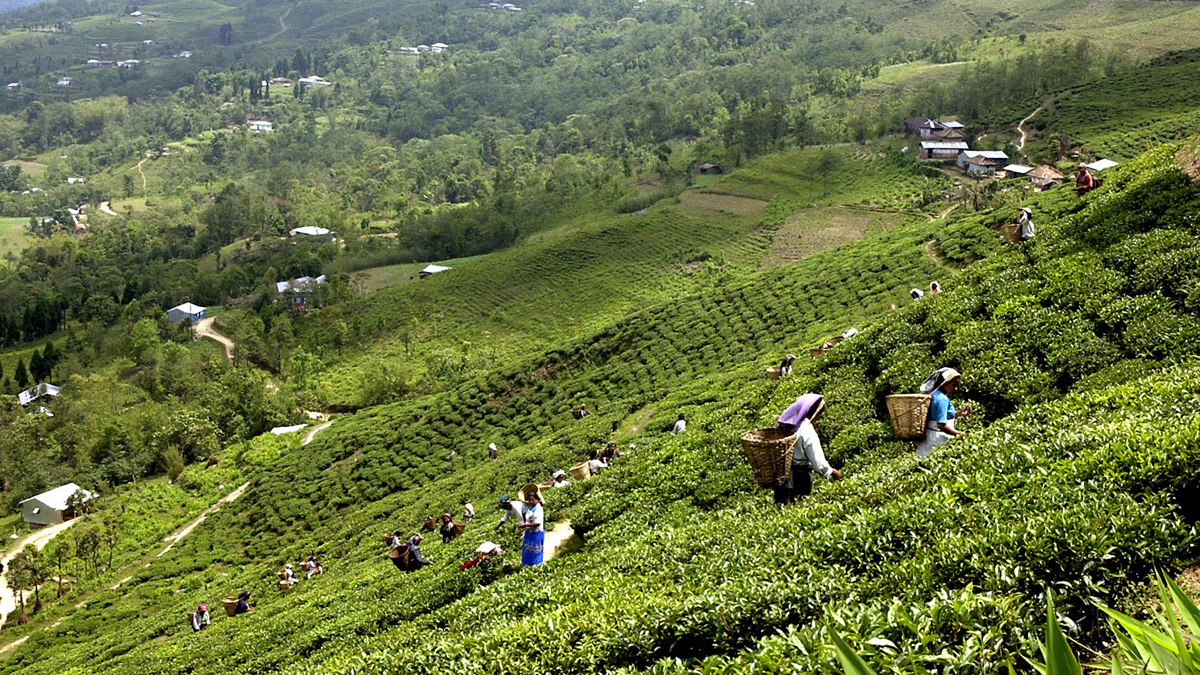 मासिँदै चिया बगान